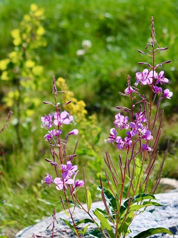 Pink flowers image