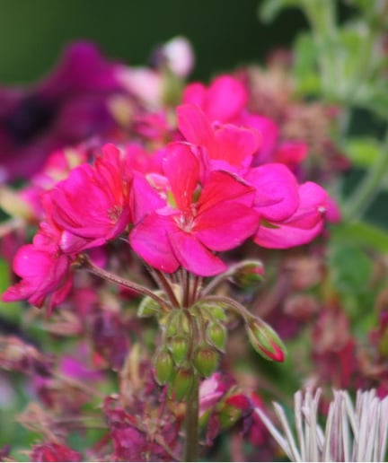 Pink Flowers Image