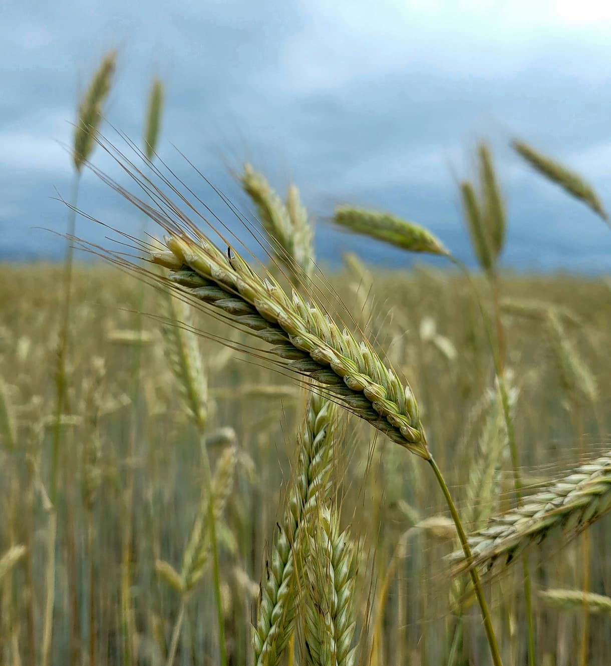 wheat field